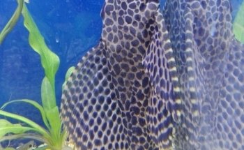 Acuario Tropical Fish & pets'