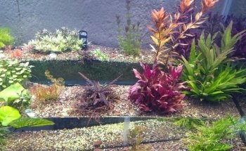 Acuario Tropical Fish & pets'