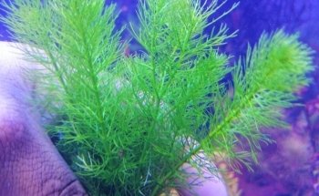 Acuario Tropical Fish & pets'