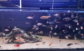 AquaZoo Aquarium