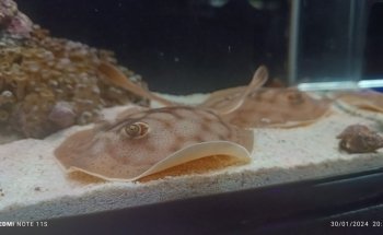 Acuario The red fish