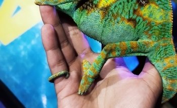 Acuario The red fish