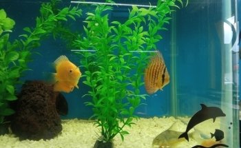 Acuario The Red Fish