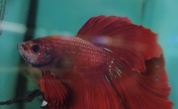Acuario The red fish