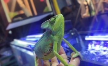 Acuario The red fish