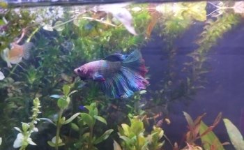 Acuario The red fish