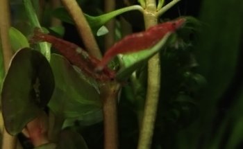 Acuario The red fish