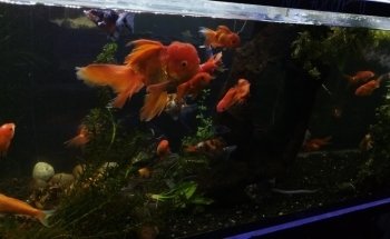 Acuario The red fish