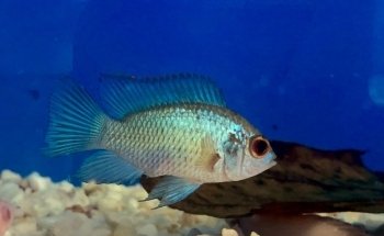 Acuario The red fish