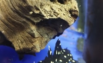 Acuario The red fish