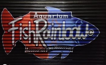Rainbow Aquarium Fish Zapopan