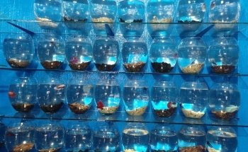 Aquarium Fish Rainbow zapopan