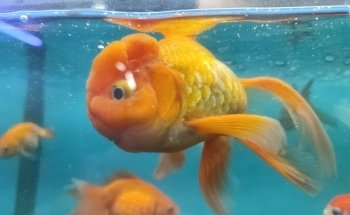 Acuario Xcaret Uruapan