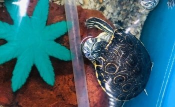 Acuario Xcaret Uruapan