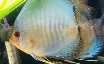 Acuario Xcaret Uruapan