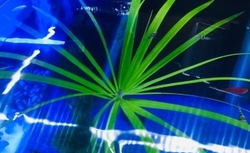 Acuario Xcaret Uruapan