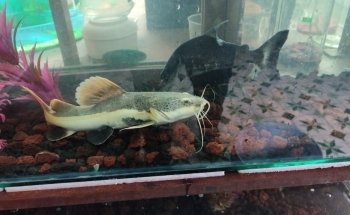 Acuario Xcaret Uruapan