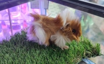 Acuario Xcaret Uruapan