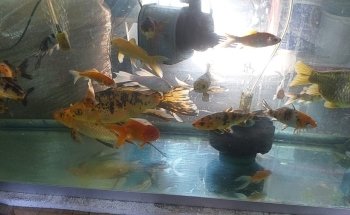 Acuario 'EL ARRECIFE'