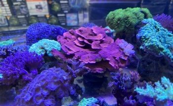 Coral World