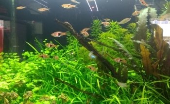 Galeria Aqua Diseño Dragon Negro