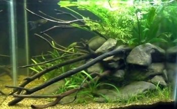 Galeria Aqua Diseño Dragon Negro