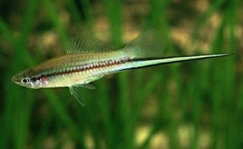 Galeria Aqua Diseño Dragon Negro