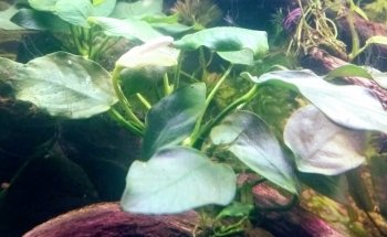 Galeria Aqua Diseño Dragon Negro