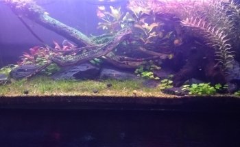 Galeria Aqua Diseño Dragon Negro