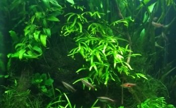 Galeria Aqua Diseño Dragon Negro