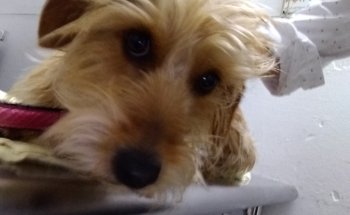 Centro Veterinario de Mascotas