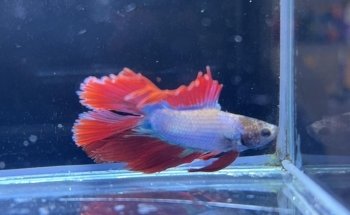 Perfect Pets Kingaroy