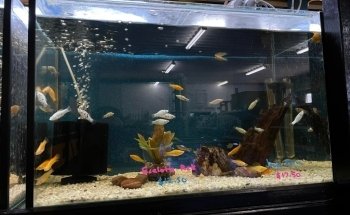 Perfect Pets Kingaroy