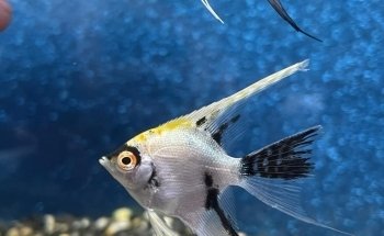Perfect Pets Kingaroy