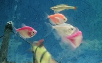 Acuario Mr. Blue Fish