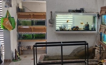 Acuario Mr. Blue Fish