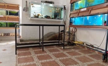 Acuario Mr. Blue Fish