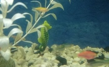 Acuario Mr. Blue Fish