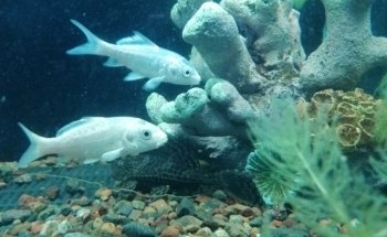 Acuario Mr. Blue Fish