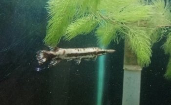 Acuario Mr. Blue Fish