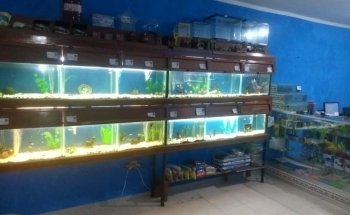 Acuario Mr. Blue Fish