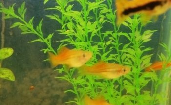 Acuario Mr. Blue Fish