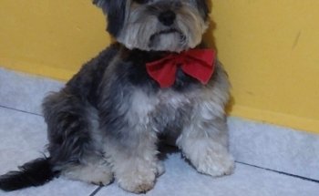 Chihuahua Clinic Acuario Amazonas