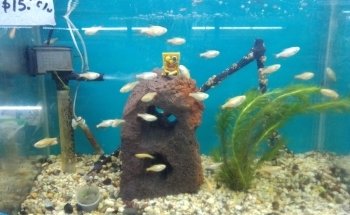 Ark Aquarium
