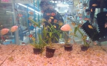 Acuario El Arca De Noé