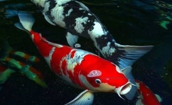 Acuario El Arca De Noé