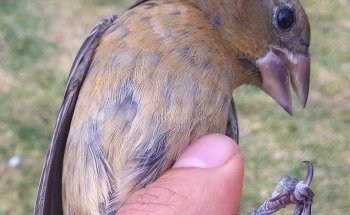 ACUARIO AQF AQUAFRIAS