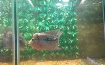 ACUARIO AQF AQUAFRIAS