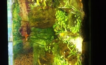 ACUARIO AQF AQUAFRIAS