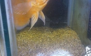 Acuario AQF Aquafrias